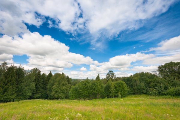 Небо с лесом