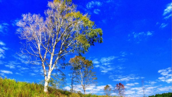 Панорама поля и леса