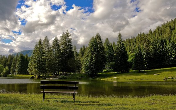 Дерево на фоне неба