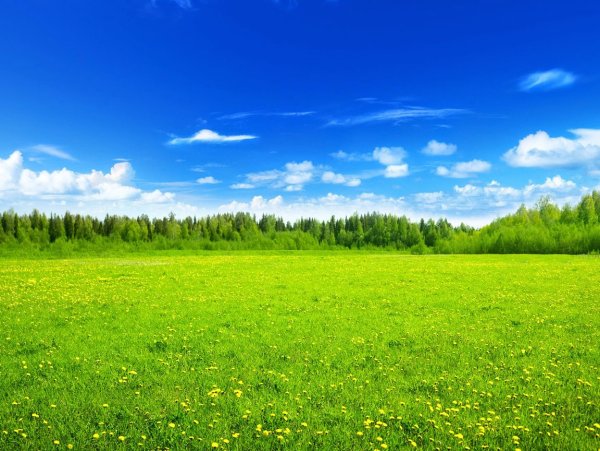 Утро природа