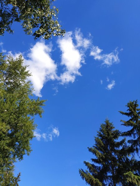 Лес вид снизу на небо