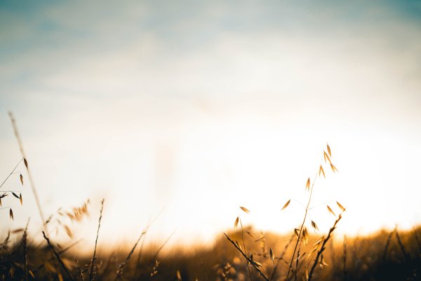 Фон природа