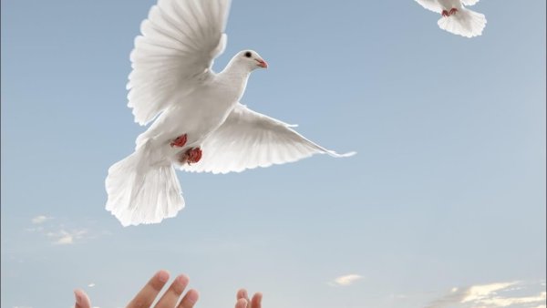 Мирное небо голуби