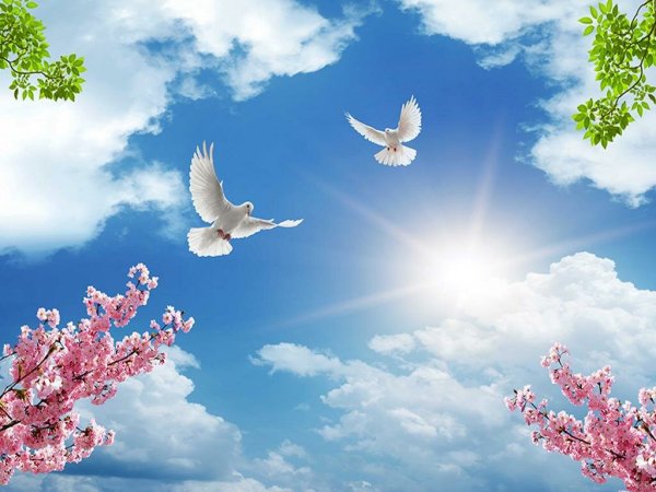 Голубь мира