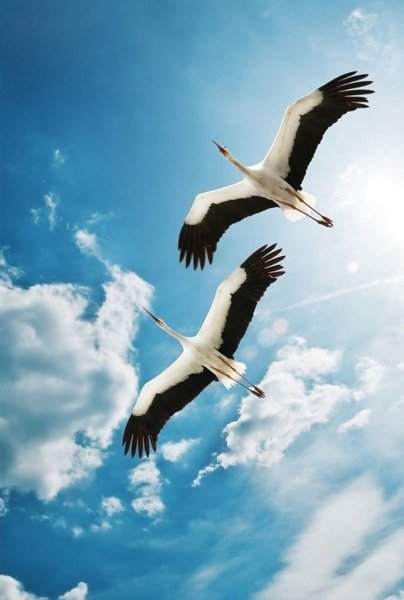 Открытка мирного неба над головой