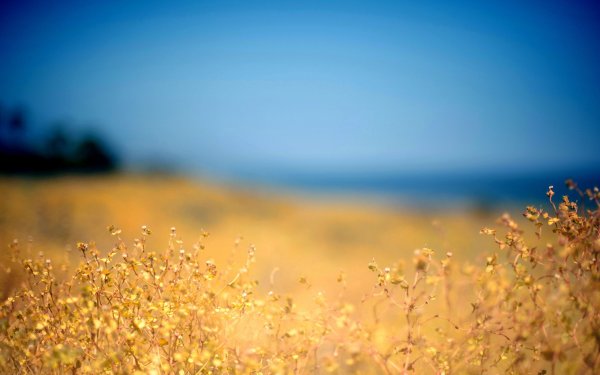 Фон для портрета природа