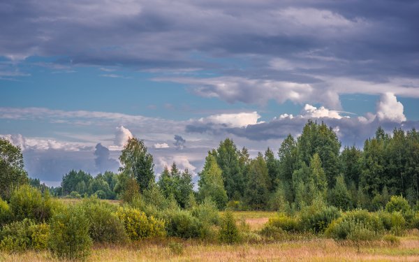 Лесной пейзаж панорама