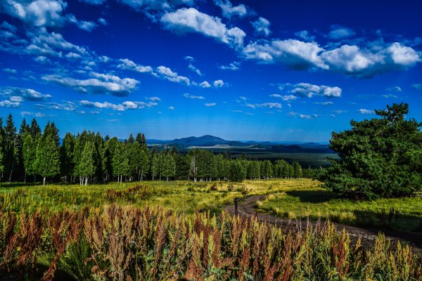 Лес панорама