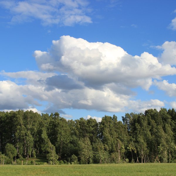 Деревья лес сосны