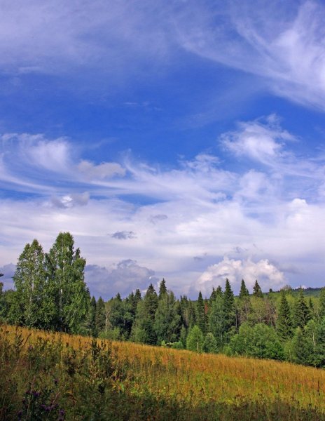 Облака над лесом