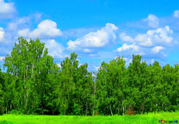 Лес и небо фон