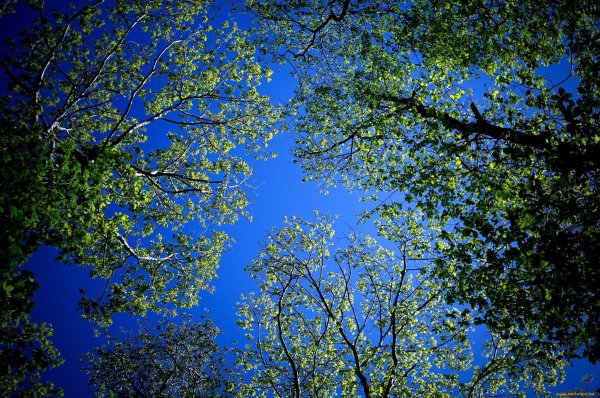 Небо и деревья