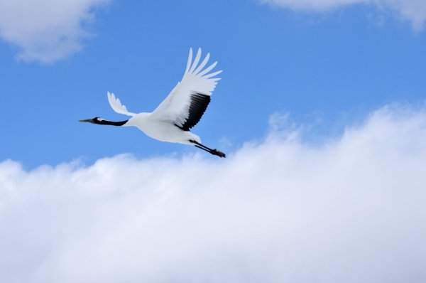 Журавль в небе