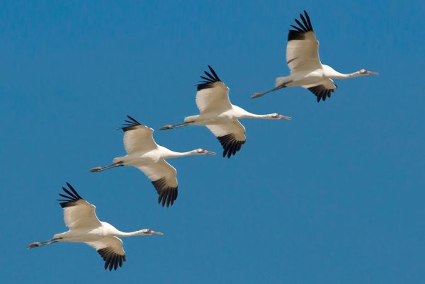 Стерхи Якутии