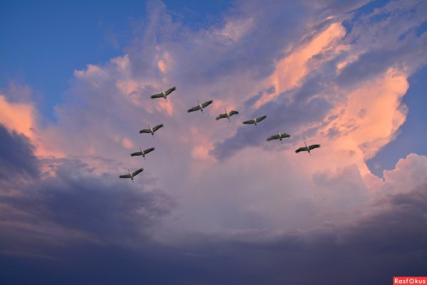 Журавль в небе