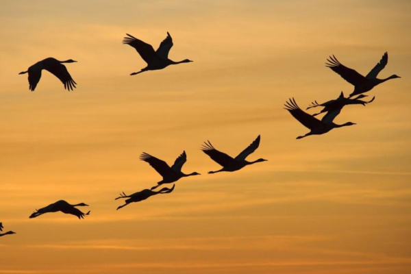 Клин перелетных птиц в небе