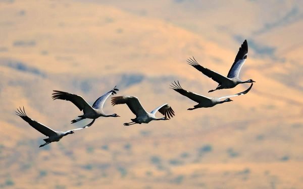 Стая журавлей