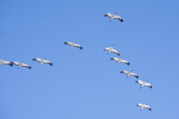 Лебеди в небе