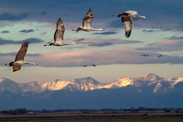 Птица летит