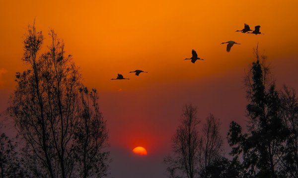 Птицы улетают на Юг