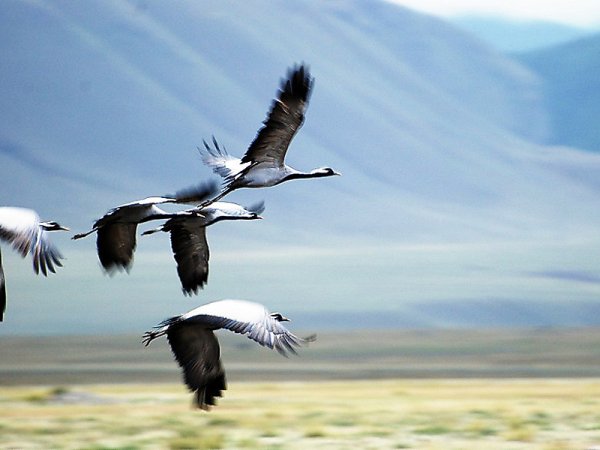 Клин журавлей Стефашина