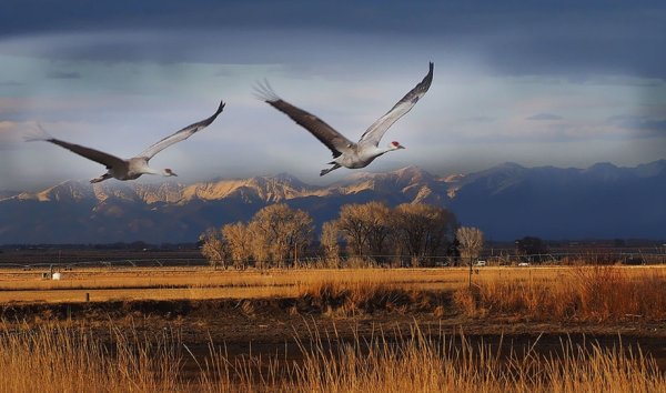 Перелётные птицы журавлиный Клин