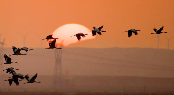 Журавлиный Клин