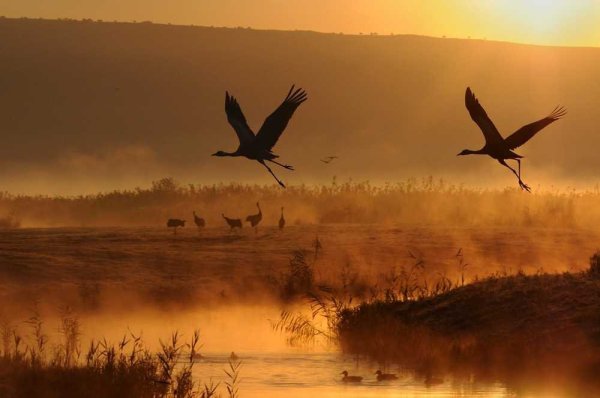 Журавли в ночном небе