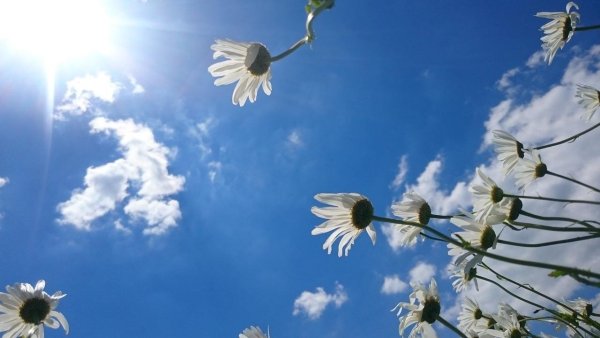 Мирного весеннего неба