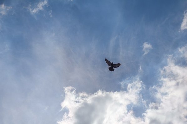 Мирного неба над головой