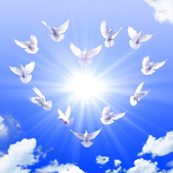 Голубь мира в небе