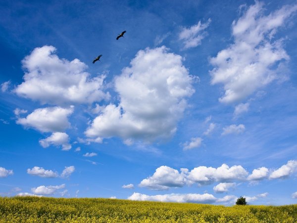 Облака красивые с птицами