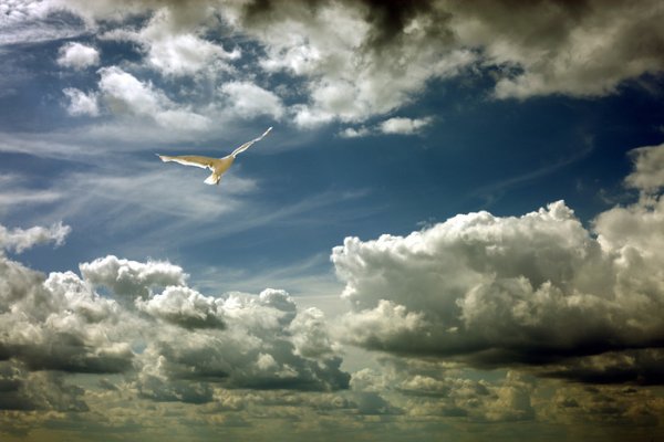 Мирного неба над головой