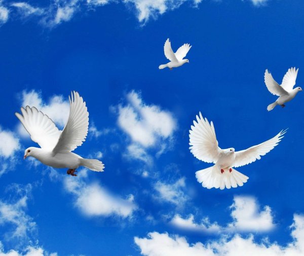 Голубь на фоне солнца