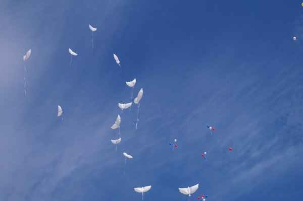 Голубь мира