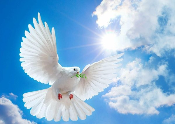 Мирного неба над головой