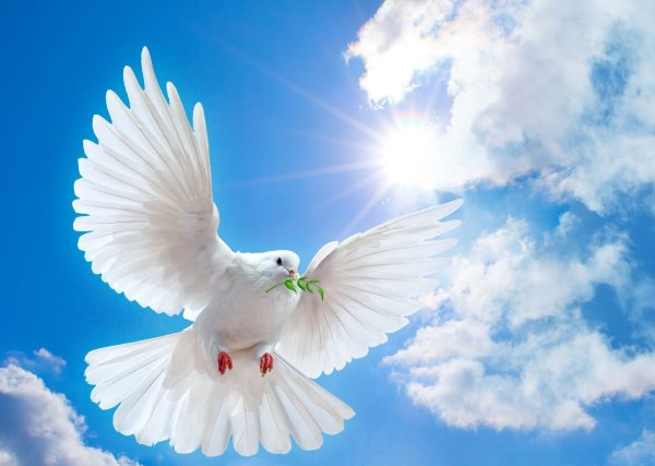 Голуби в небе