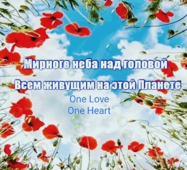 Незабудка в горшке