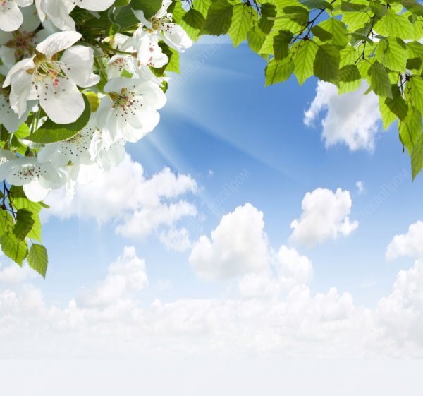 Ветка яблони на фоне неба