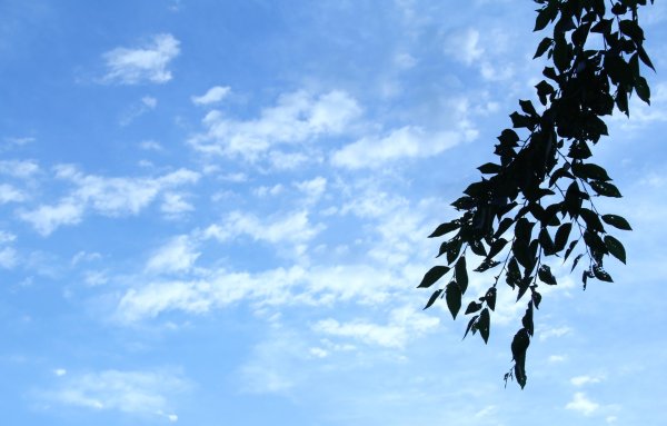 Ветка на фоне неба