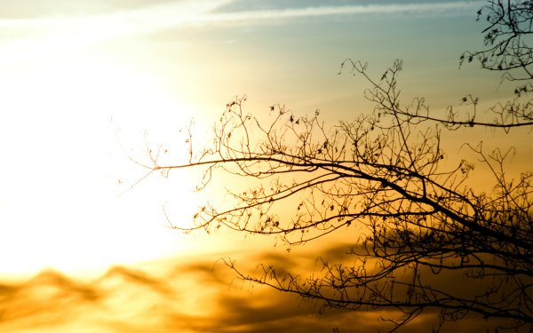 Небо и солнце с веточкой