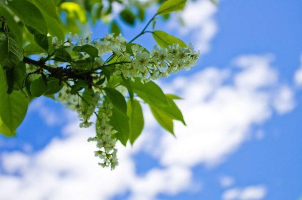 Черемуха фон