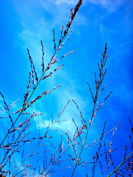 Голубая трава