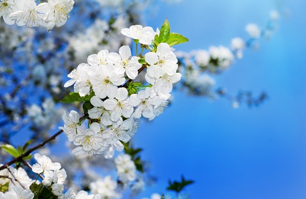 Цветущая вишня