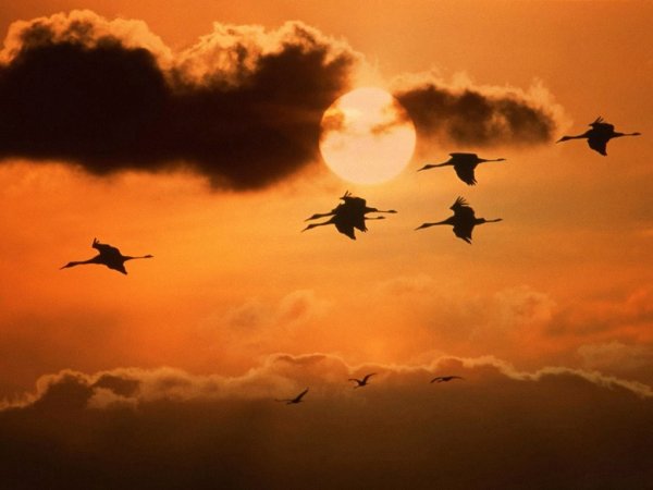 Клин журавлей война