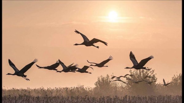Журавли в небе война