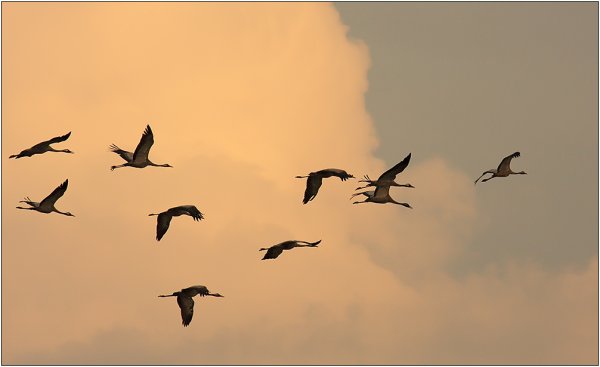 Журавлиный Клин Марк Бернес