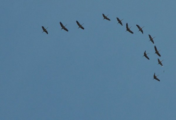 А превратились в белых журавлей