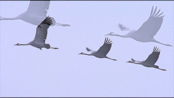 Журавли Великая Отечественная война