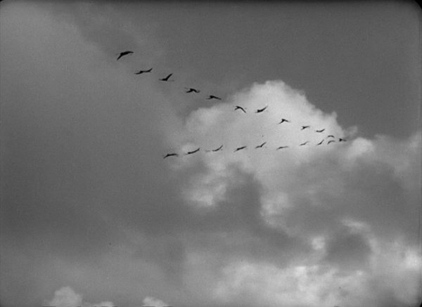 Солдаты Журавли